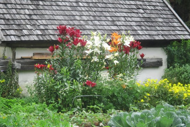 Blumenpracht im Garten